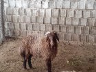گوسفند ماده 4 شاخ در اصفهان در گروه گاو و گوسفند و میش و بز کهره گوساله در یکمیوه