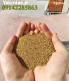 فروش بذر یونجه در مشهد در گروه خرید و فروش بذر یونجه در یکمیوه