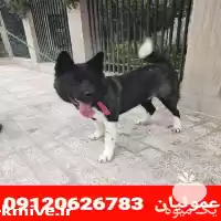 قیمت خرید سگ آمریکن آکیتا وارداتی در گروه سگ و گربه در یکمیوه