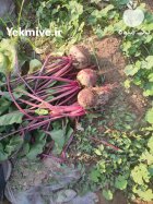 فروش چغندر لبو صادراتی در دزفول در گروه خرید و فروش چغندر در یکمیوه