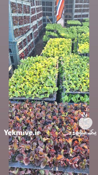 تامین کننده صیفیجات و سبزیجات دزفول در گروه خرید و فروش محصولات صیفی در یکمیوه -عکس1