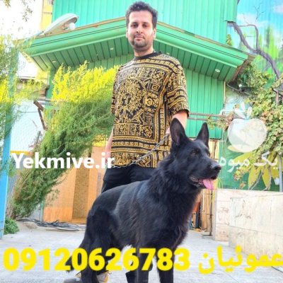 فروش سگ ژرمن شپرد بلک ژرمن در کرج در گروه سگ و گربه در یکمیوه -عکس1