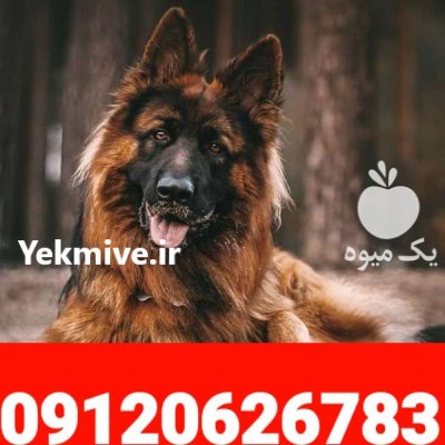 فروش سگ ژرمن شپرد بلک ژرمن در کرج در گروه سگ و گربه در یکمیوه -عکس2