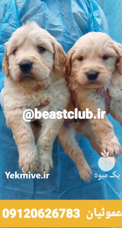 فروش سگ رتریور جنسیت نر ماده در کرج در گروه سگ و گربه در یکمیوه -عکس1