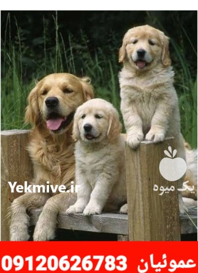 فروش سگ رتریور جنسیت نر ماده در کرج در گروه سگ و گربه در یکمیوه -عکس2