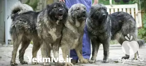 قیمت خرید سگ قفقازی سگ نگهبان در گروه سگ و گربه در یکمیوه -عکس1