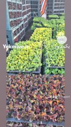 تامین کننده صیفیجات و سبزیجات دزفول در گروه خرید و فروش محصولات صیفی در یکمیوه