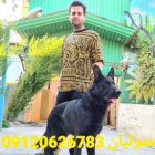 فروش سگ ژرمن شپرد بلک ژرمن در کرج در گروه سگ و گربه در یکمیوه