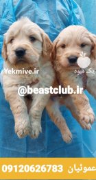فروش سگ رتریور جنسیت نر ماده در کرج در گروه سگ و گربه در یکمیوه