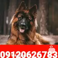 قیمت خرید سگ ژرمن شپرد بلک در کرج در گروه سگ و گربه در یکمیوه