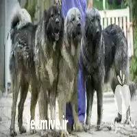 قیمت خرید سگ قفقازی سگ نگهبان در گروه سگ و گربه در یکمیوه