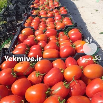 فروش بذر گوجه فرنگی روکینا ارسال در اهواز در گروه خرید و فروش بذر گوجه در یکمیوه -عکس1