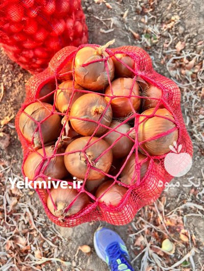 فروش پیاز زرد فلات و قرمز در بجنورد در گروه خرید و فروش پیاز در یکمیوه -عکس1