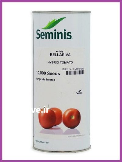 فروش بذر گوجه فرنگی Bellariva F 1 در گروه خرید و فروش بذر گوجه در یکمیوه -عکس1