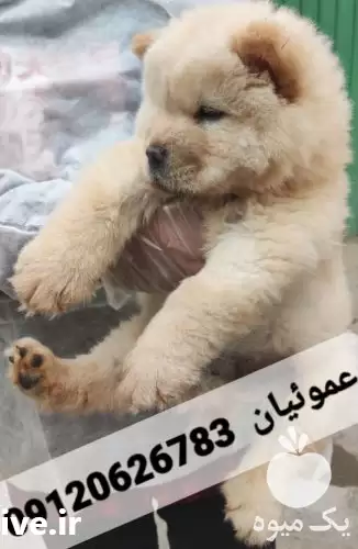 فروش توله سگ گوگولی مگولی چاوچا در کرج در گروه سگ و گربه در یکمیوه -عکس1