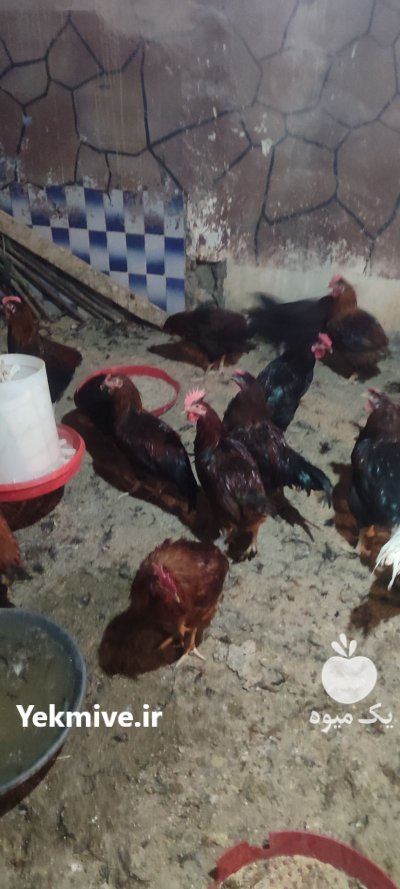 مرغ و خروس مرغ زنده مرغ در وحیدیه در گروه مرغ و خروس و بوقلمون و اردک قو قاز در یکمیوه -عکس1