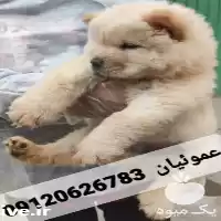 فروش توله سگ گوگولی مگولی چاوچا در کرج در گروه سگ و گربه در یکمیوه