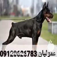 فروش سگ دوبرمن حرفه وارداتی در کرج در گروه سگ و گربه در یکمیوه
