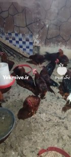 مرغ و خروس مرغ زنده مرغ در وحیدیه در گروه مرغ و خروس و بوقلمون و اردک قو قاز در یکمیوه