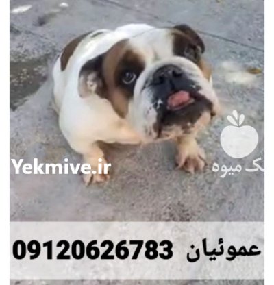 فروش انگلیش بولداگ پوزه فلت بازیگوش در کرج در گروه حیوانات خانگی در یکمیوه -عکس1