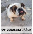 فروش انگلیش بولداگ پوزه فلت بازیگوش در کرج در گروه حیوانات خانگی در یکمیوه