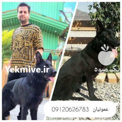 فروش ژرمن شولاین مشکی قیمت ژرمن در گروه حیوانات خانگی در یکمیوه -عکس1