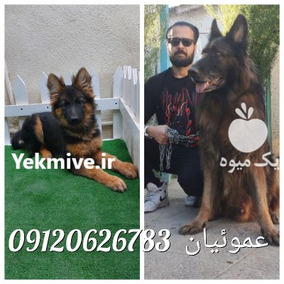 فروش ژرمن شولاین مشکی قیمت ژرمن در گروه حیوانات خانگی در یکمیوه -عکس2