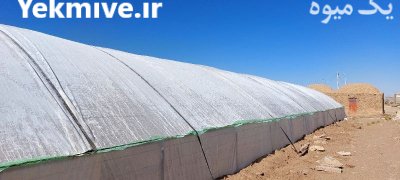 فروش فلفل شمشیری شیرین در جاجرم در گروه خرید و فروش فلفل در یکمیوه -عکس1