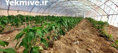 فروش فلفل شمشیری شیرین در جاجرم در گروه خرید و فروش فلفل در یکمیوه -عکس3