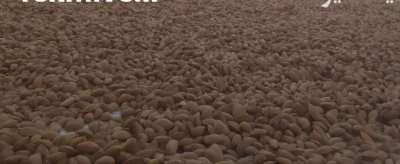 فروش بادام مامایی و ربیع در سامان در گروه خرید و فروش بادام در یکمیوه -عکس1