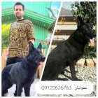 فروش ژرمن شولاین مشکی قیمت ژرمن در گروه حیوانات خانگی در یکمیوه