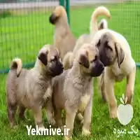 فروش توله سگ کانگال قیمت در تهران در گروه سگ و گربه در یکمیوه