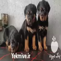 فروش سگ رتوایلر اروپایی امریکایی بالغ در تهران در گروه سگ و گربه در یکمیوه