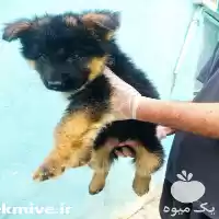 فروش سگ های ژرمن شپرد در تهران در گروه سگ و گربه در یکمیوه