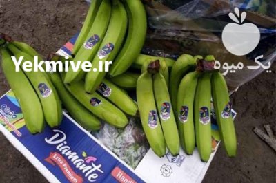 ترخیص واردات موز در دو روز در قم در گروه خرید و فروش موز در یکمیوه -عکس1