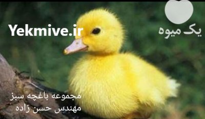 تخم نطفه دار طیور زینتی در گروه انواع تخم ها در یکمیوه -عکس1