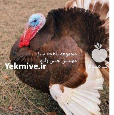 تخم نطفه دار طیور زینتی در گروه انواع تخم ها در یکمیوه -عکس2