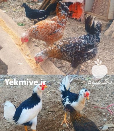 تخم نطفه دار طیور زینتی در گروه انواع تخم ها در یکمیوه -عکس3