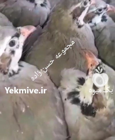 تخم نطفه دار طیور زینتی در گروه انواع تخم ها در یکمیوه -عکس4