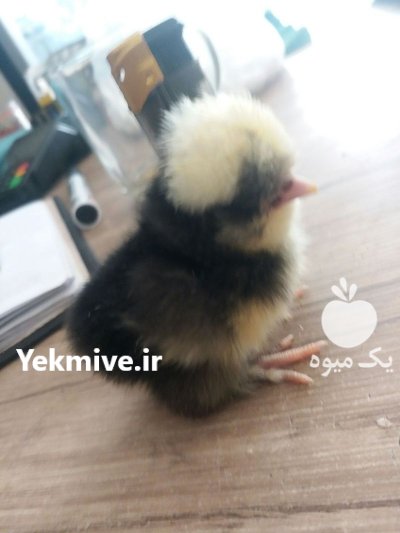 تخم نطفه دار انواع طیور در کرج در گروه انواع تخم ها در یکمیوه -عکس1