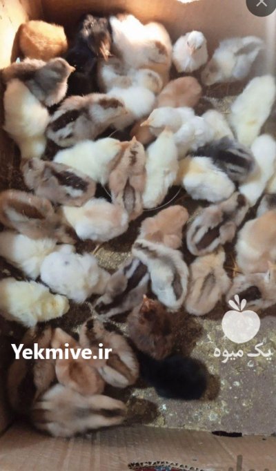 تخم نطفه دار انواع طیور در کرج در گروه انواع تخم ها در یکمیوه -عکس3