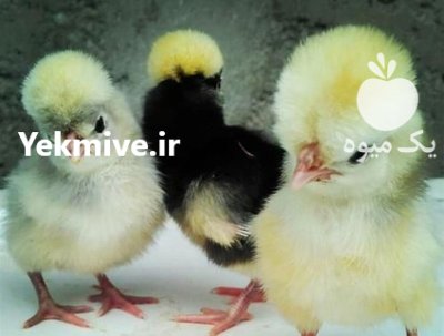 مجموعه پرورش طیور باغچه سبز در اصفهان در گروه انواع تخم ها در یکمیوه -عکس3