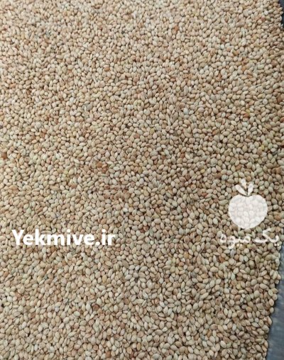 فروش ارزن امسال در قلعه گنج در گروه خرید و فروش غلات و حبوبات در یکمیوه -عکس1