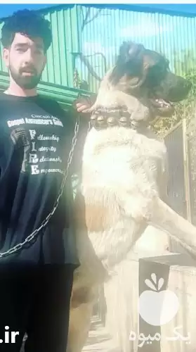 قیمت خرید سگ سراب اصل نصب در تهران در گروه سگ و گربه در یکمیوه -عکس1