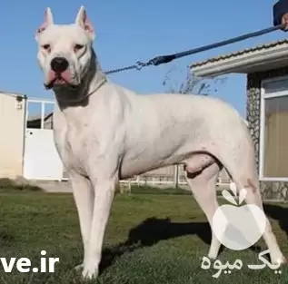 فروش سگ داگوآرژانت ینو قدرتمند و حرفه در کرج در گروه سگ و گربه در یکمیوه -عکس1