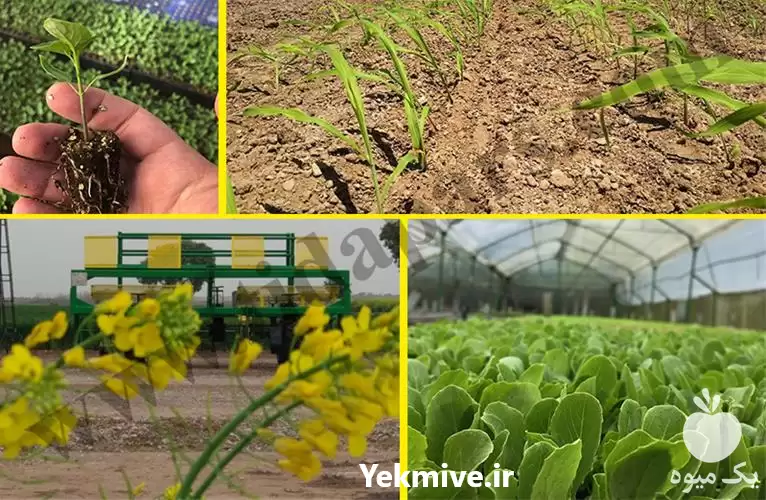 قیمت خرید نشاکار صیفی و سبزی در کرج در گروه خرید و فروش دستگاه نشا در یکمیوه -عکس1