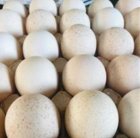 مجموعه پرورش طیور باغچه سبز در اصفهان در گروه انواع تخم ها در یکمیوه