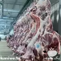 قیمت خرید گوشت گوساله و گوسفند کشتار در کرج در گروه گاو و گوسفند و میش و بز کهره گوساله در یکمیوه