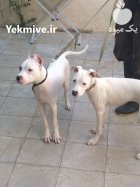 فروش سگ داگو آرژانتینو  با برترین در گروه سگ و گربه در یکمیوه