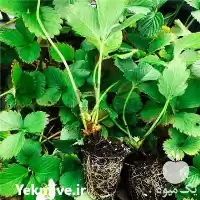 فروش بوته توت فرنگی در رضوانشهر در گروه خرید و فروش توت فرنگی در یکمیوه